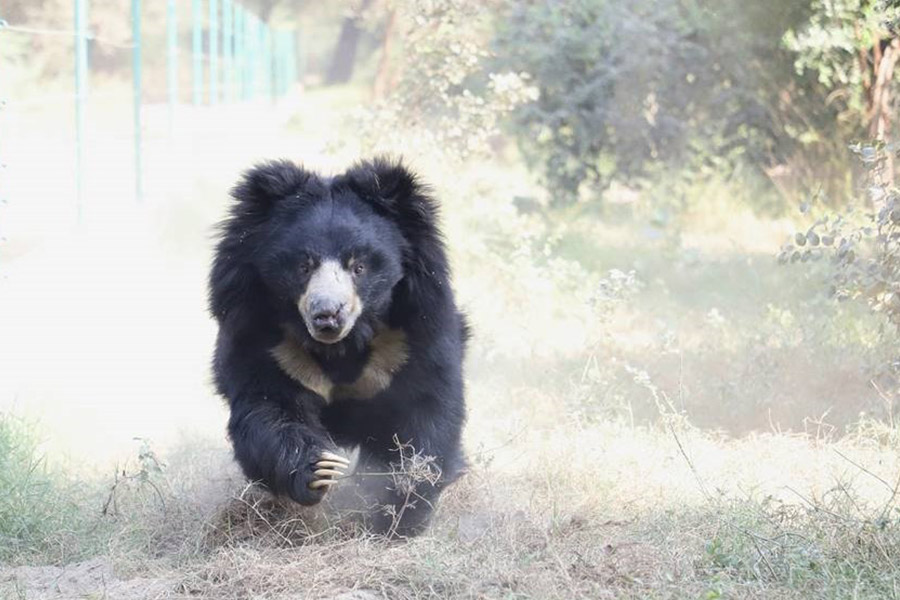 Agra Bear Rescue Facility