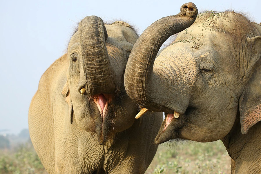 Elephant Conservation and Care Centre