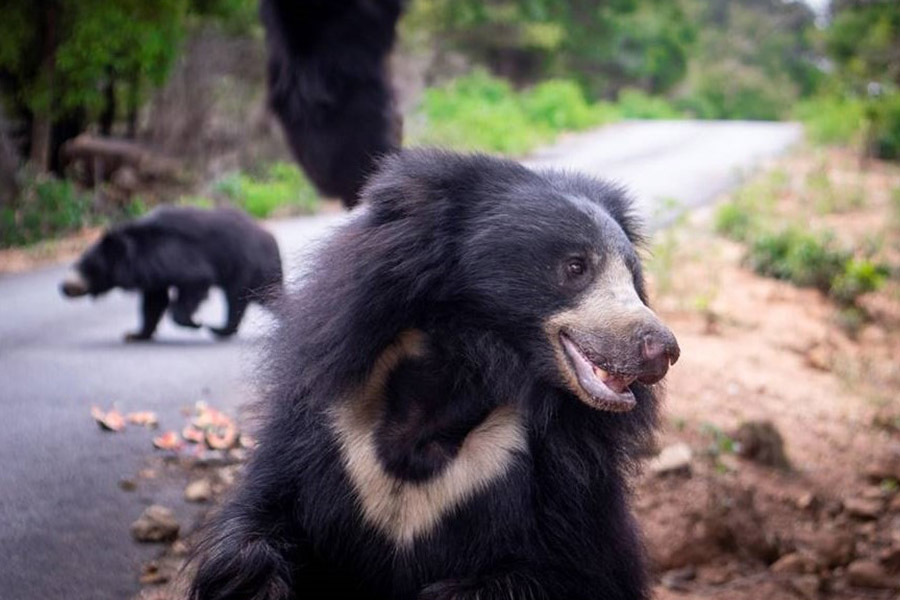 Bannerghatta Bear Rescue Centre