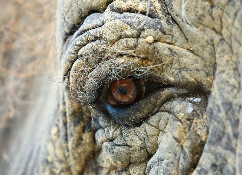 General Characteristics