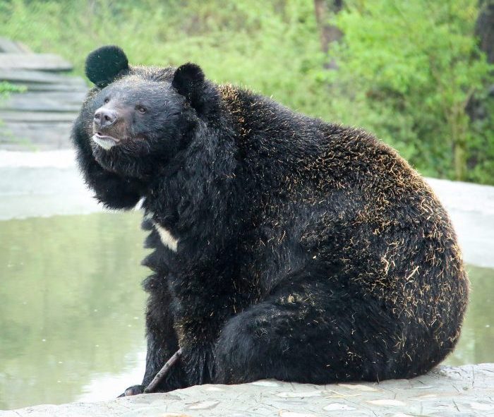 Asiatic Black Bears