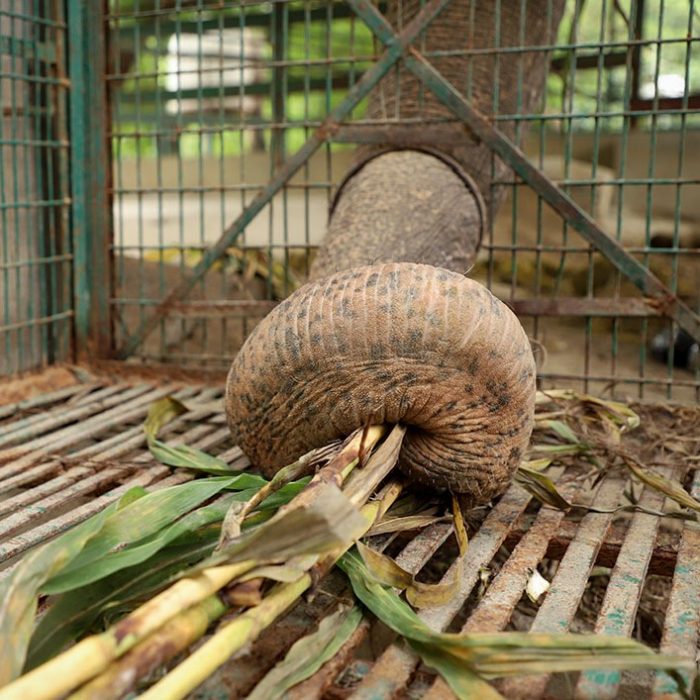 India's First Elephant Hospital!