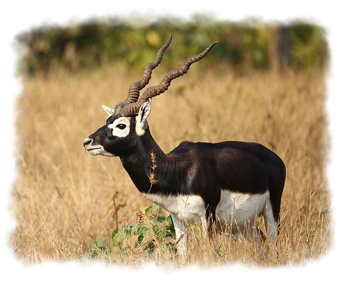 BLACK BUCK