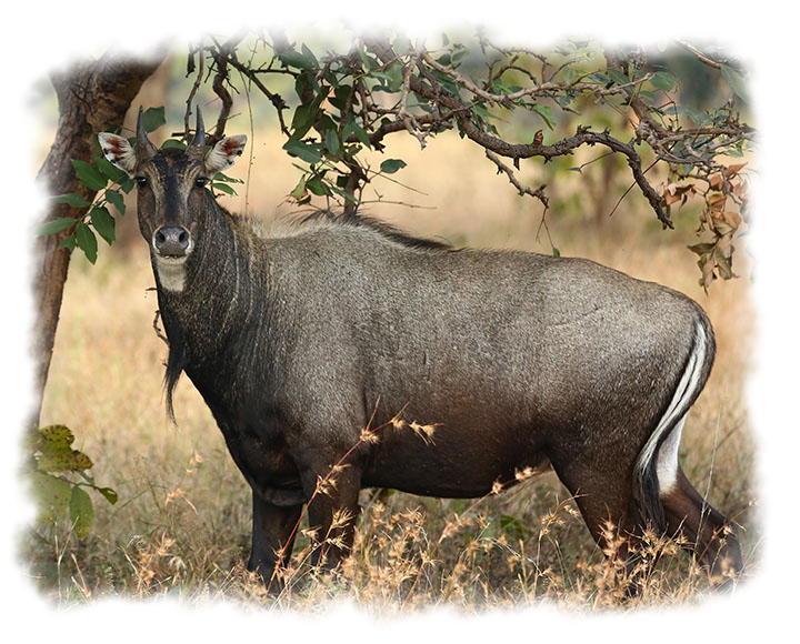 NILGAI