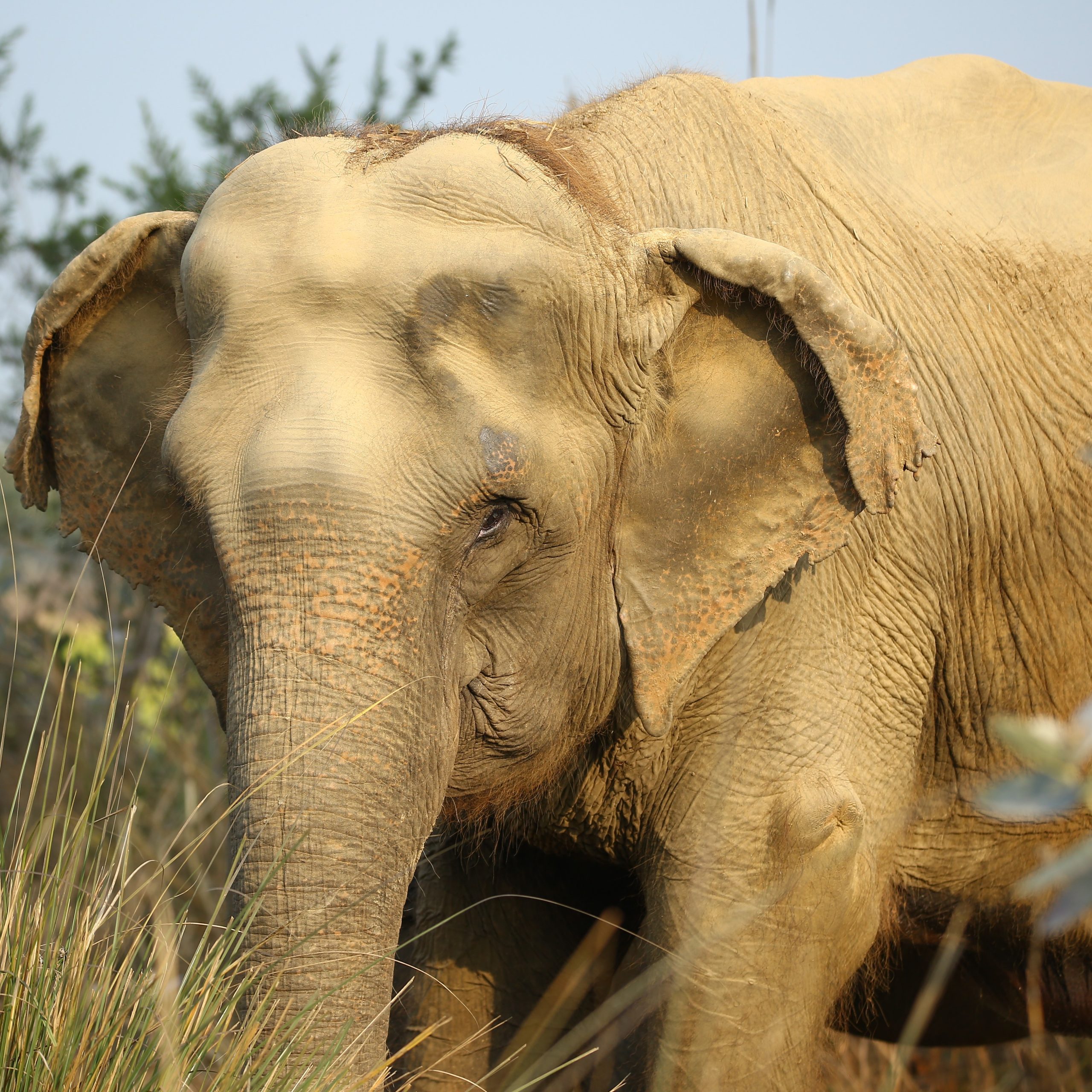 Jumbo Buffet Party on Elephant Appreciation Day