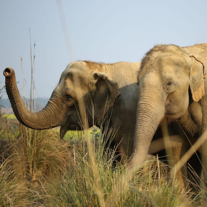 Kalpana enjoying a day in the Field of Dreams!