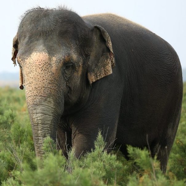Peanut and Coco enjoying special Christmas treats!