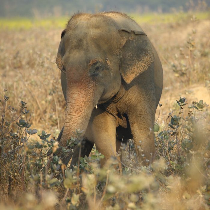 Maya and Phoolkali say Hello!