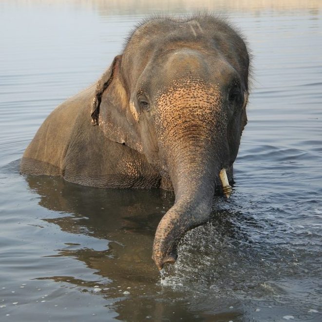 Nut Herd's 5th Rescue-versary!