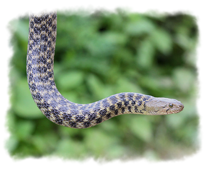 CHECKERED KEELBACK
