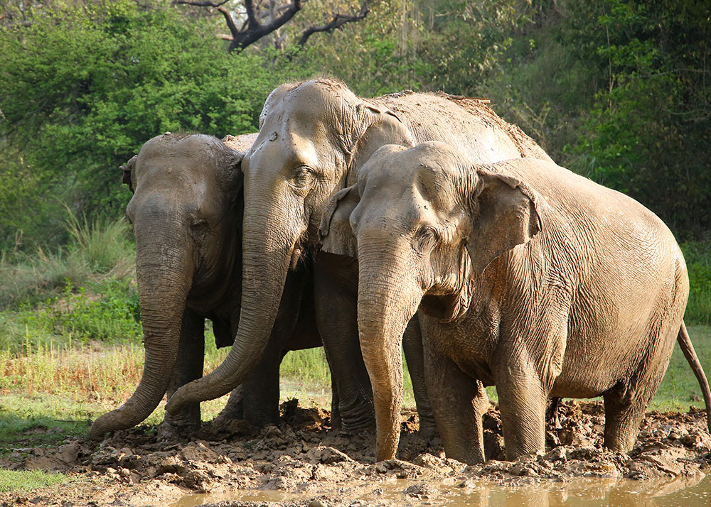 Elephant Rehabilitation Centre