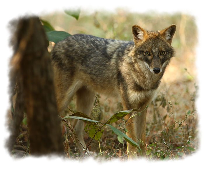 GOLDEN JACKAL