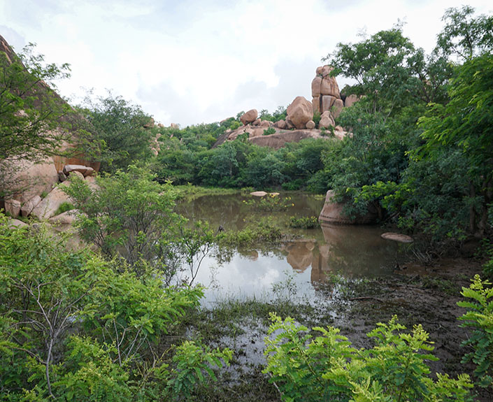 Habitat Conservation