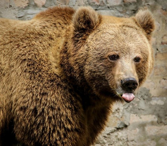 Himalayan Brown Bears