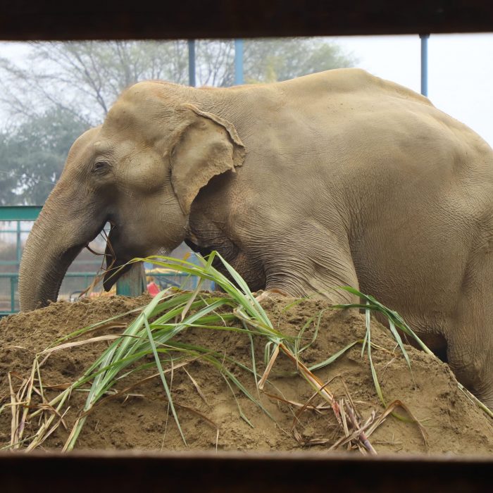 Spread some Ele-love!