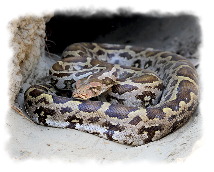 INDIAN ROCK PYTHON
