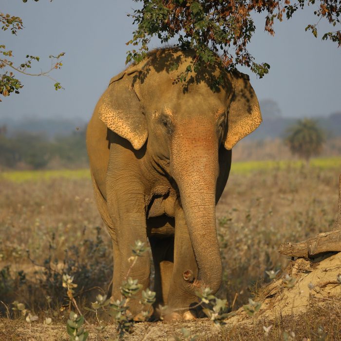 Halloween Celebrations at Wildlife SOS