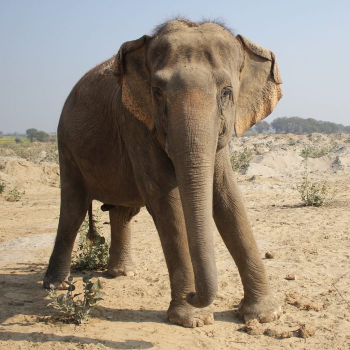 Mia & Sita's Rescue Anniversary!