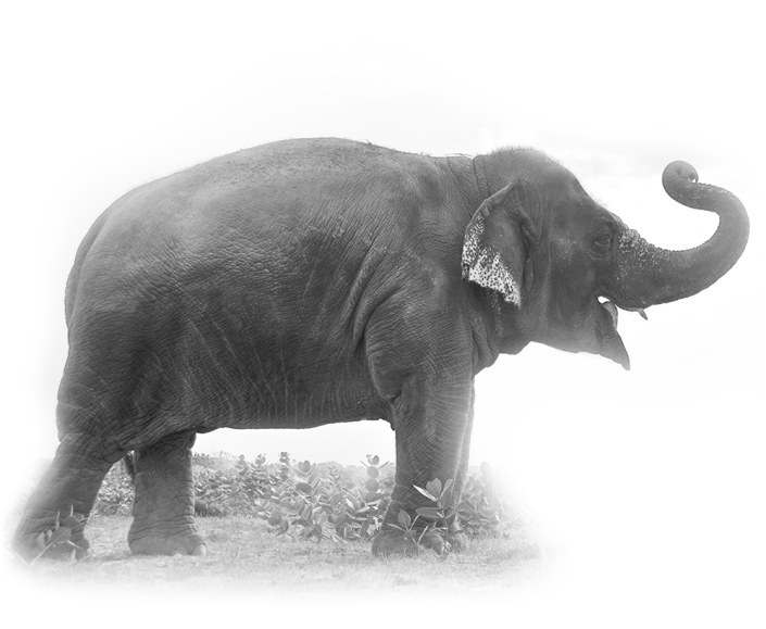 Elephants