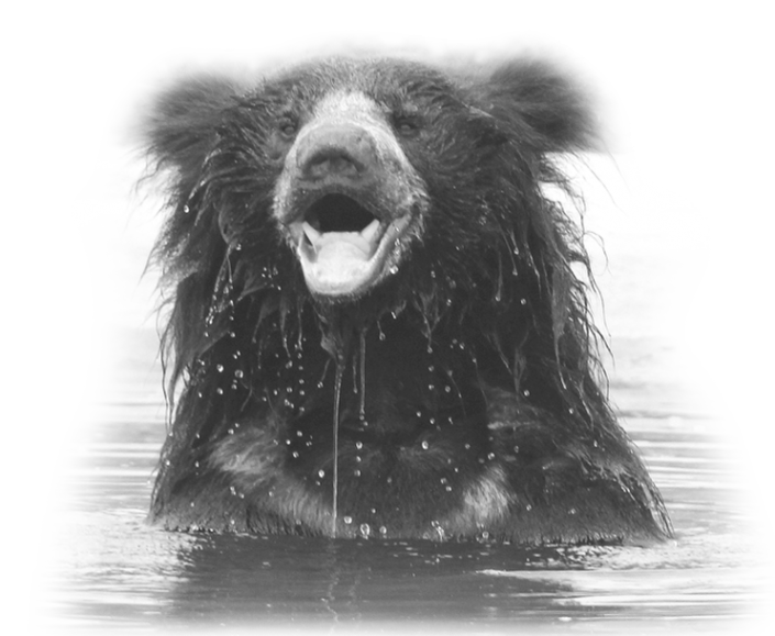 Bears