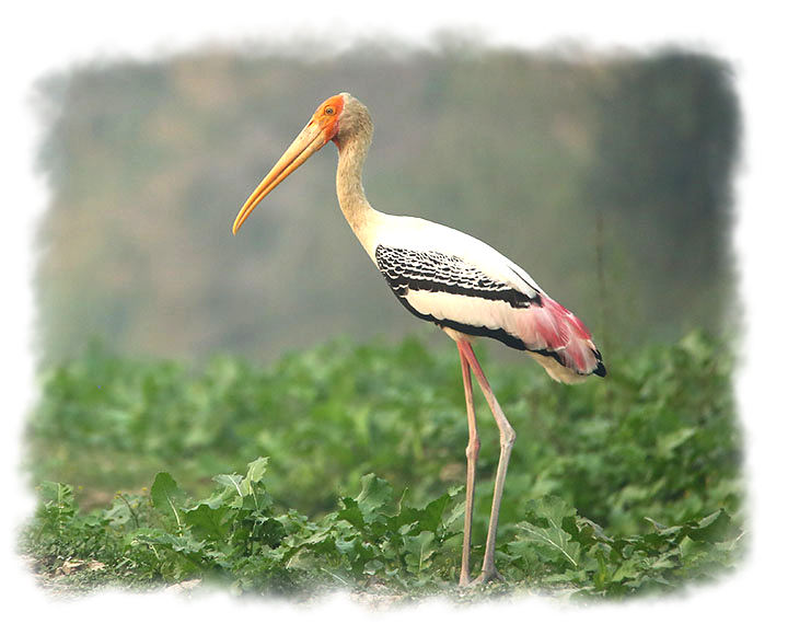 PAINTED STORK