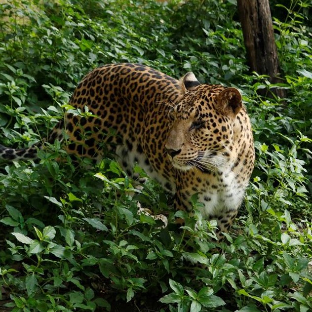 Leopard Fun Facts I