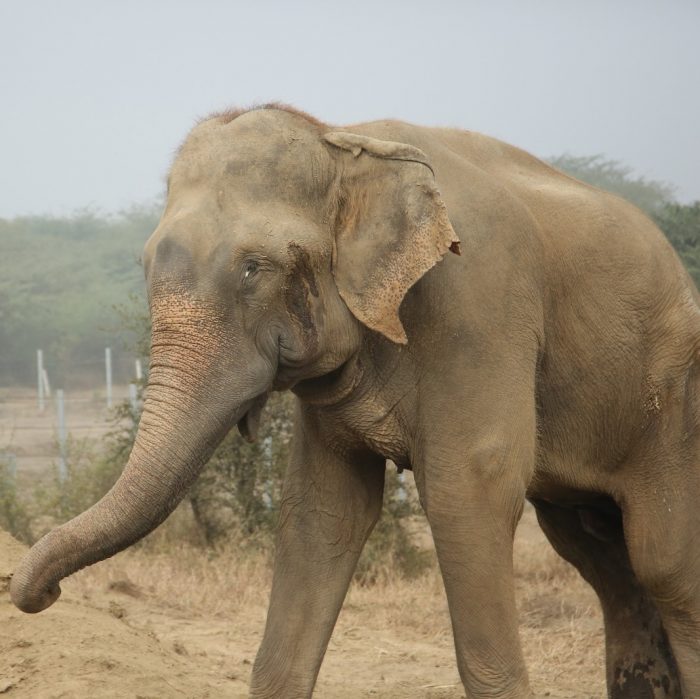 Raju's One Year with No Tears!