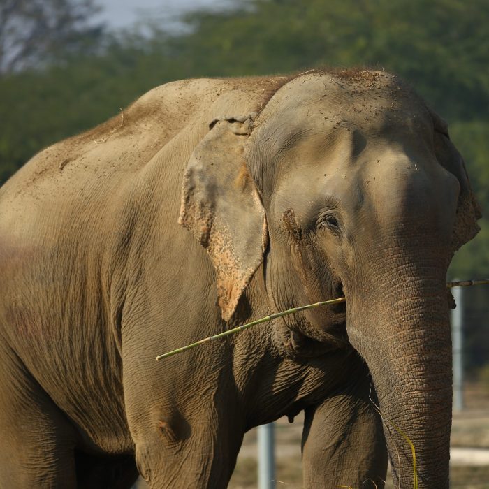 Celebrating Raju's 5th Rescue anniversary!