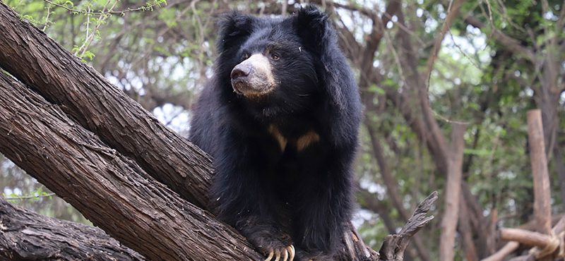 Reproductive Endocrinology and Behaviour of Sloth Bears