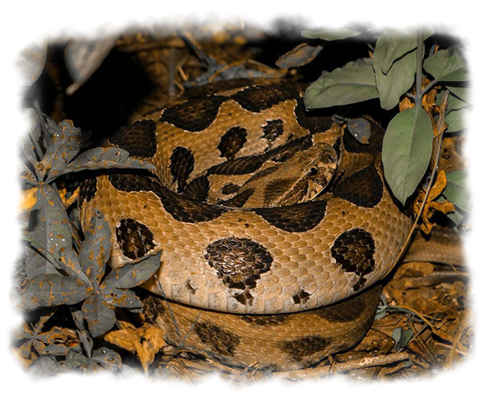 RUSSELL'S VIPER
