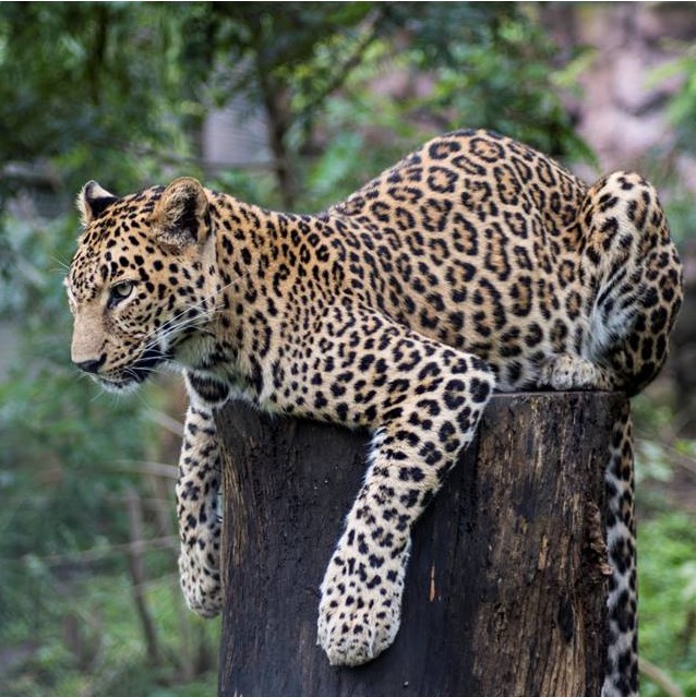 Jiya the Leopard