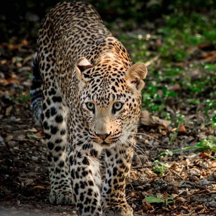 Heartfelt Reunion of Leopard cub and mama! on World Wildlife Day!
