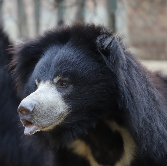 Elvis's Journey With Wildlife SOS