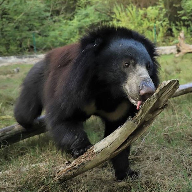 Mowgli's One-Year Anniversary!