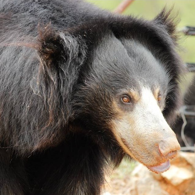 Wildlife SOS Research Video Sloth Bear