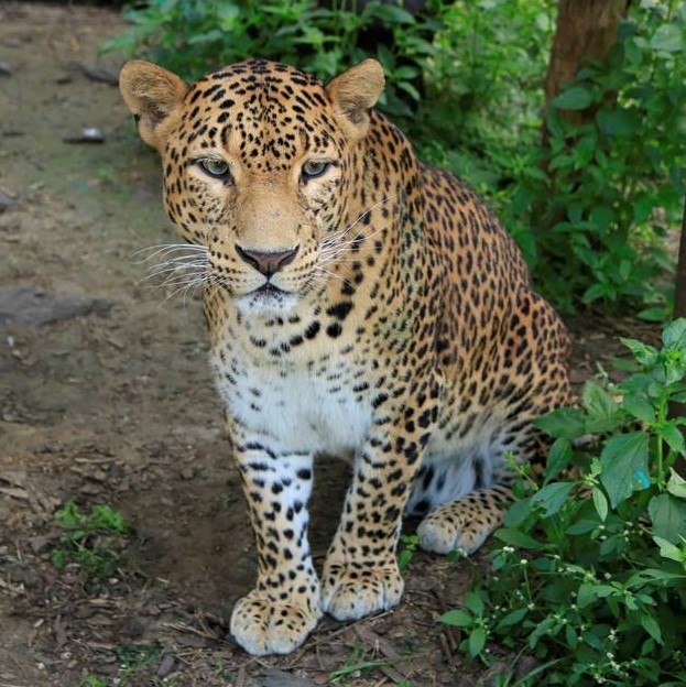 Leopard Fun Facts II