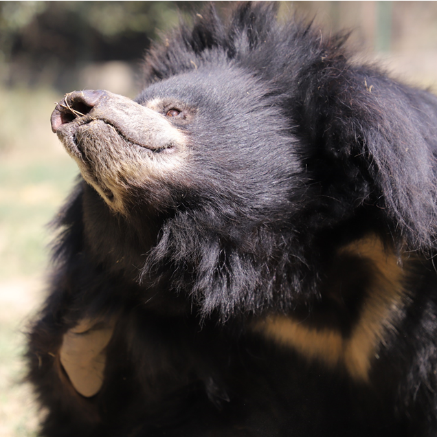 Bear + Coconut
