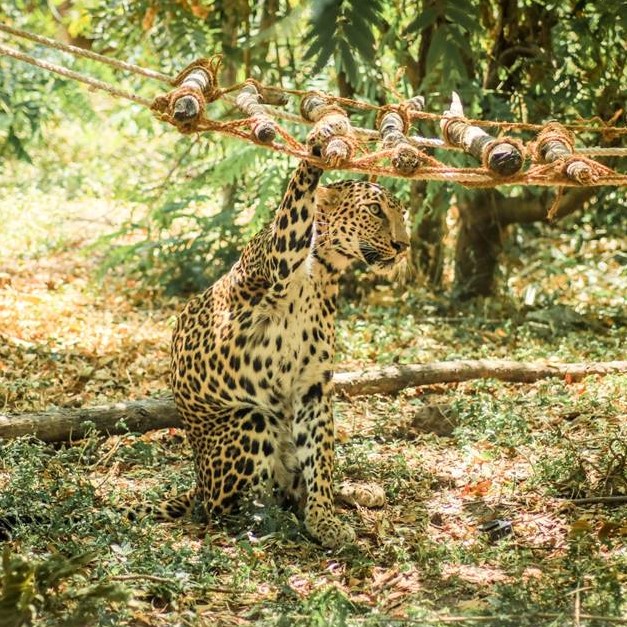 Purrfect Caturday Plans