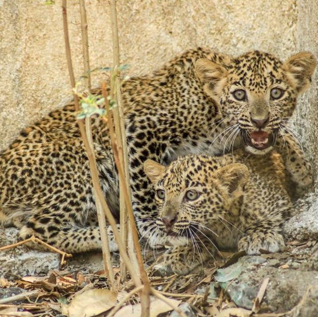 Drowning leopard rescued from 60-ft well by Wildlife SOS!