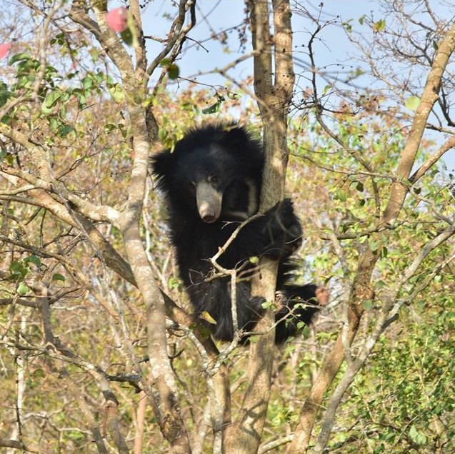 Nothing that makes the Bears happier than a Honey Log!