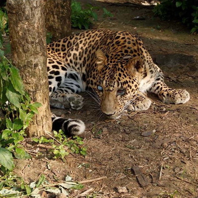 Leopard Fun Facts II