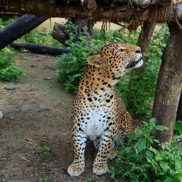 Leopard Fun Facts III