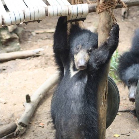 Deva bear enjoying his enrichment!