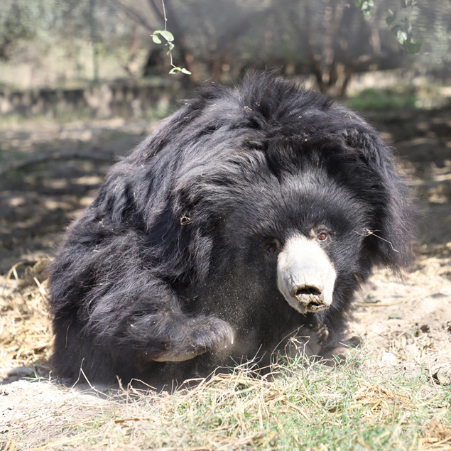 Nosey Bears