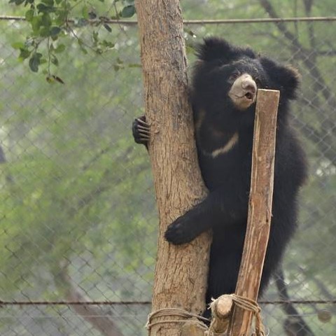 Meet the Weasleys at ABRF!
