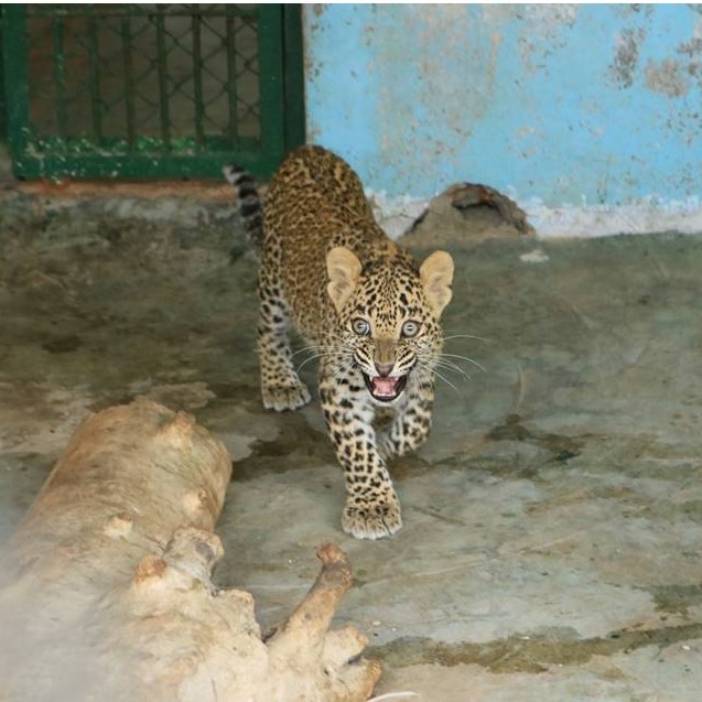Leopard rescued from 30-ft deep well!