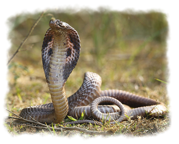 SPECTACLED COBRA
