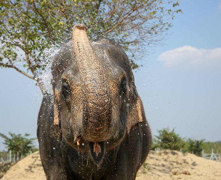 Elephant
