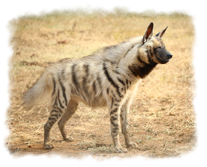 STRIPED HYENA