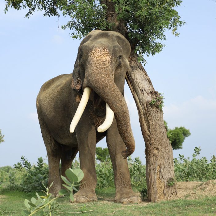 Facts About Wild Elephants